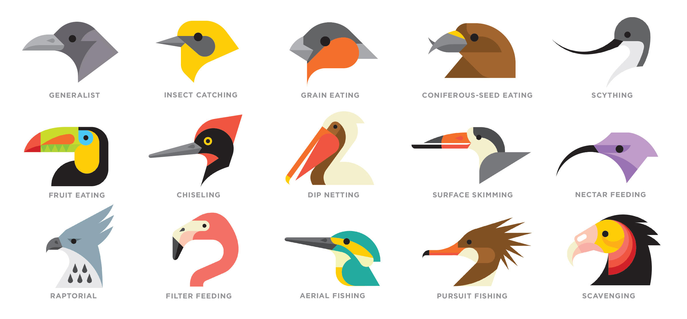Форма клюва у птиц в зависимости от питания