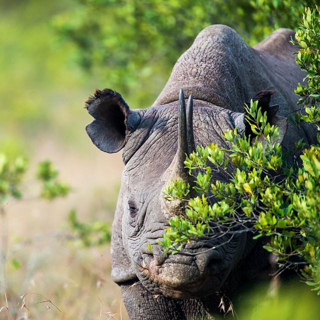 Носороги на воле: прикладные возможности использования JavaScript в разработке на Java