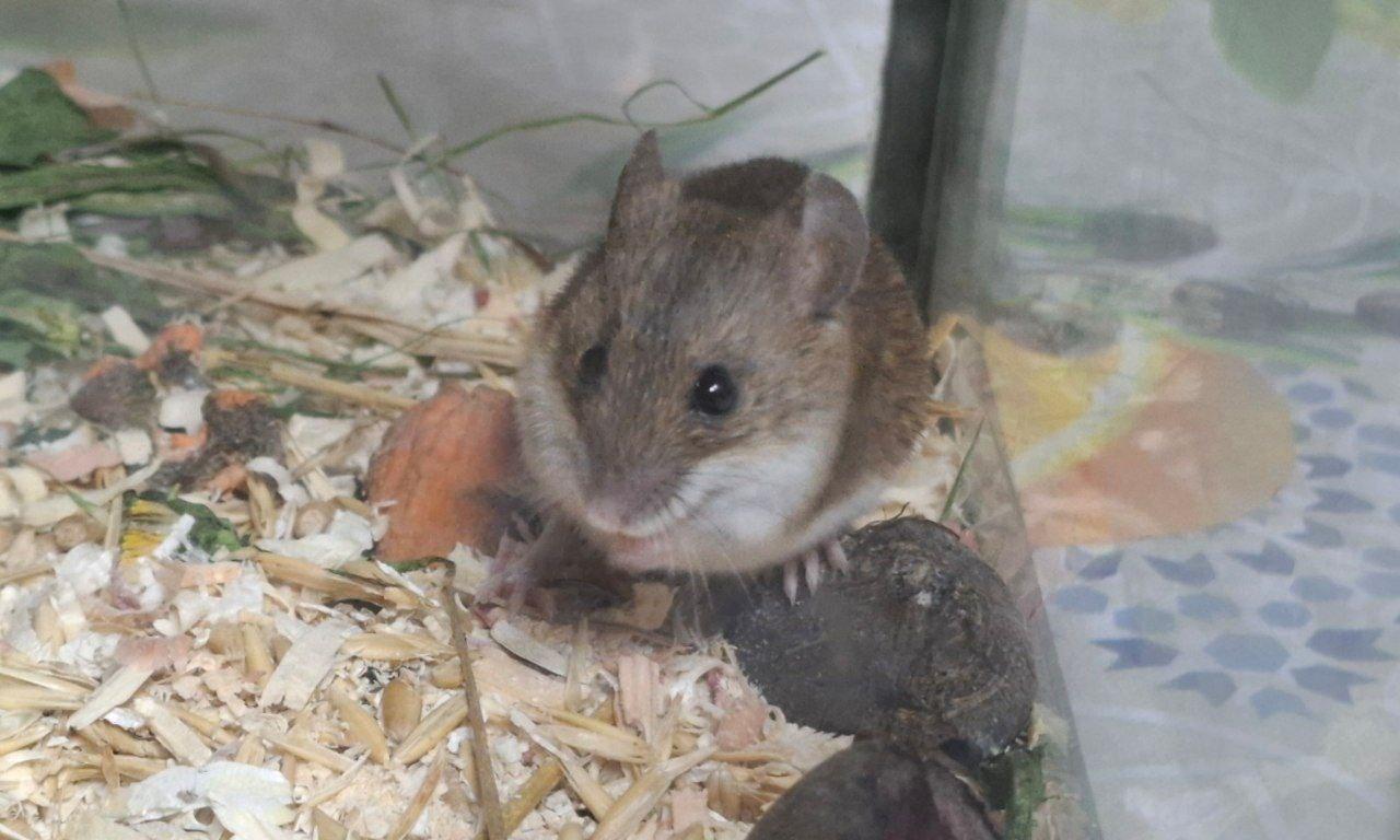 в 12:30 "Живая" лекция "Тайная жизнь мышевидных грызунов" зоолога Андрея Соктина в библиотеке им. Гайдара на Фрунзенской. 6+