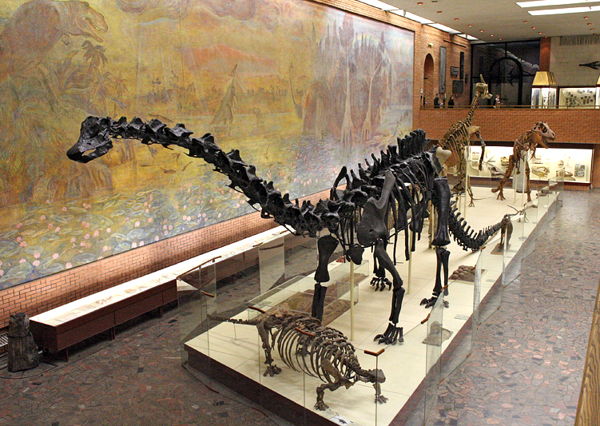 Экскурсия в палеонтологический музей для 5-7 лет
