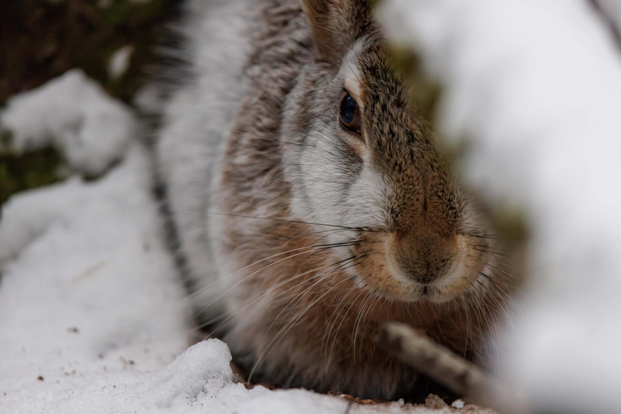 Онлайн-лекция «На страницах Краной книги Москвы: изучаем представителей» в экоцентре «Экошкола Кусково»
