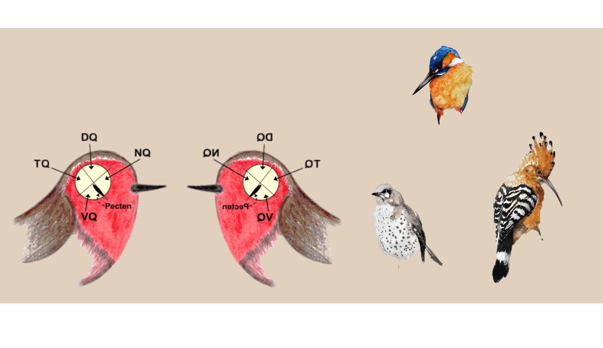 Методы изучения птиц. Методы исследования интеллекта у птиц. Птицы дальнего Востока. Дальняя навигация птиц: методы изучения и нейробиологические основы.