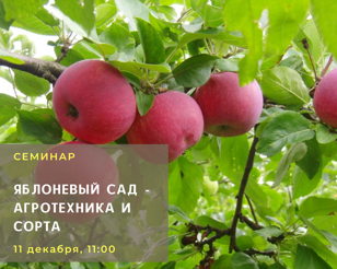 Яблоневый сад - агротехника и сорта