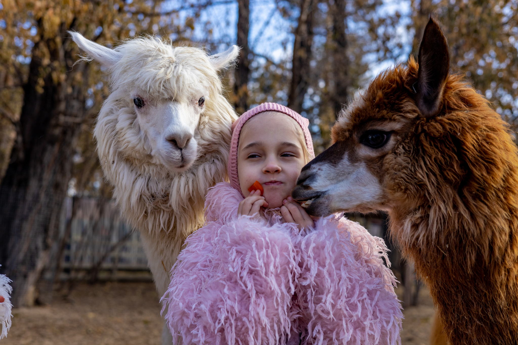 Экскурсия в будни в парк альпак Пача Мама