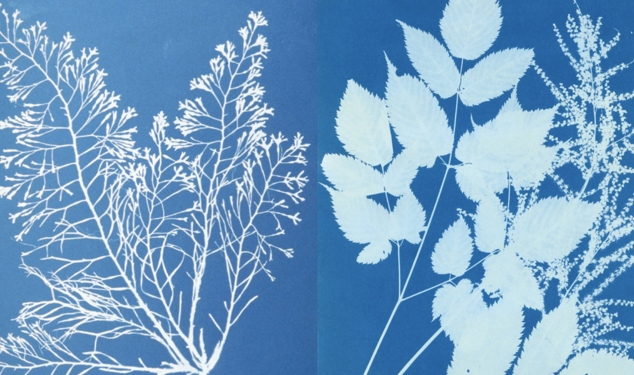 Магическое занятие: цианотипия, коллаж и эксперимент