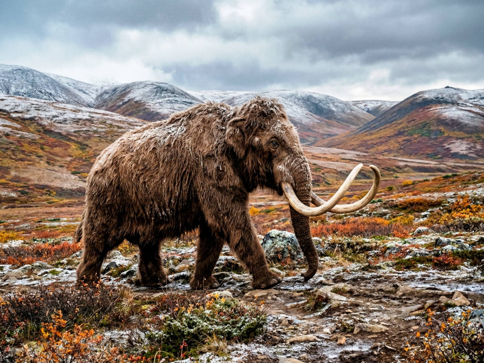 Чукотский край далекий и близкий