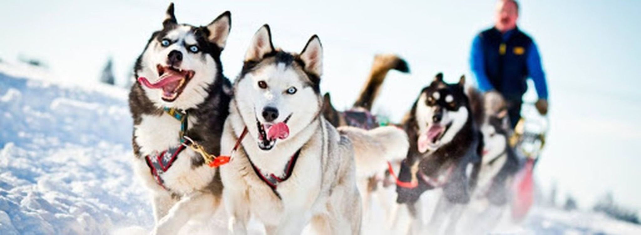 Хаскидеревня «Рузская Аляска»