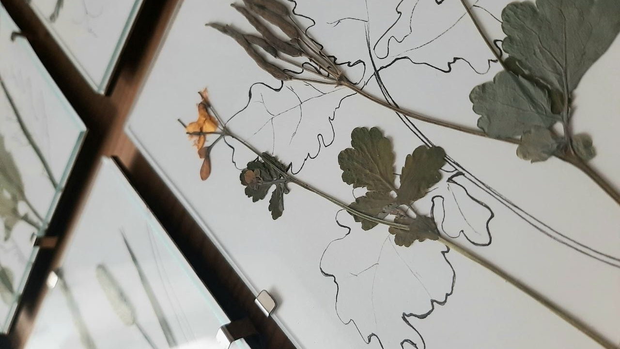 ТИАМ и gooslinitsa: ботанические зарисовки для любого уровня подготовки