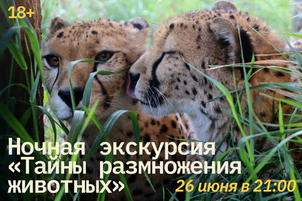 Ночная экскурсия "Тайны размножения животных"