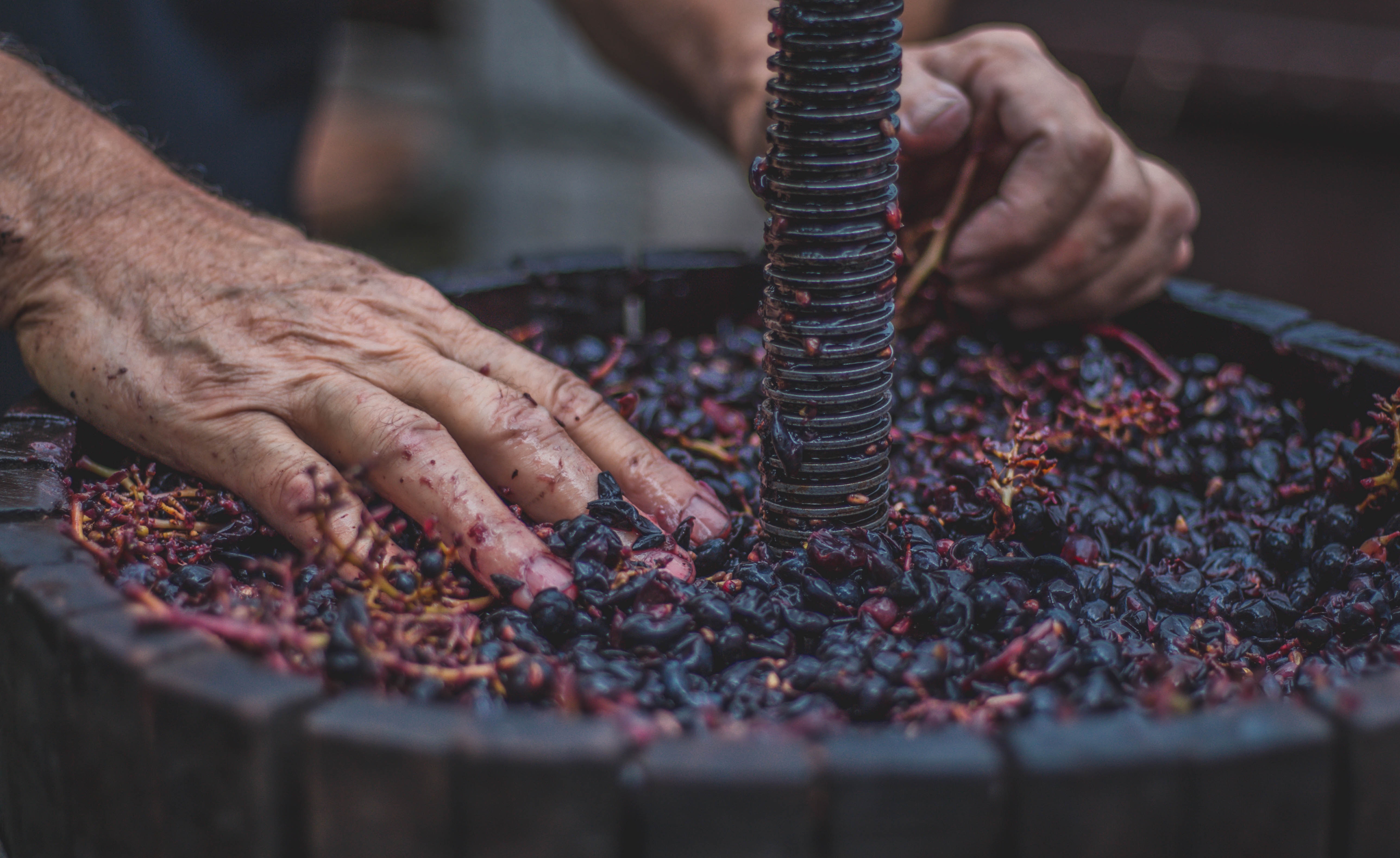 Производство виноградных вин. Углекислотная мацерация вина. Производство вина. Вино производство. Изготовляе вина.