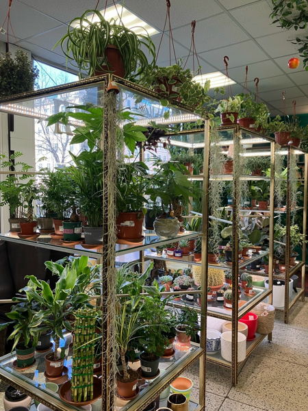 интересная встреча «ЖИВЫЕ ДЖУНГЛИ В ГОРОДЕ: ЗЕЛЕНАЯ МАФИЯ локации Secret Garden»