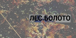 Лес.Болото