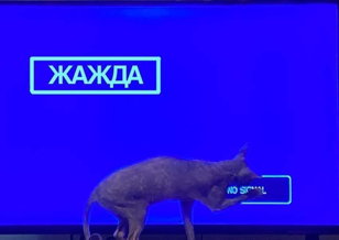 Проект ЖАЖДА. встреча 3 и 4 