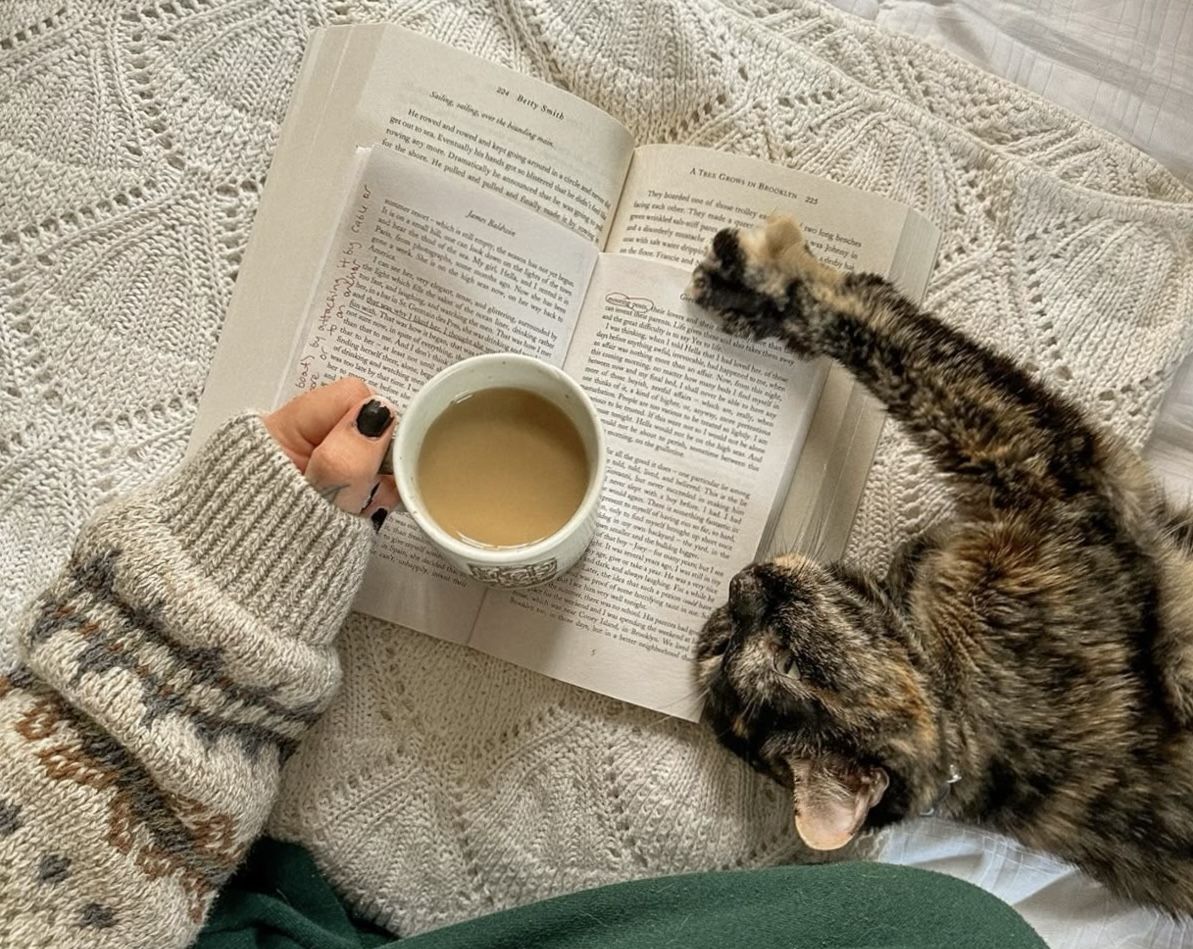 Книжный клуб «Литера» в котокафе