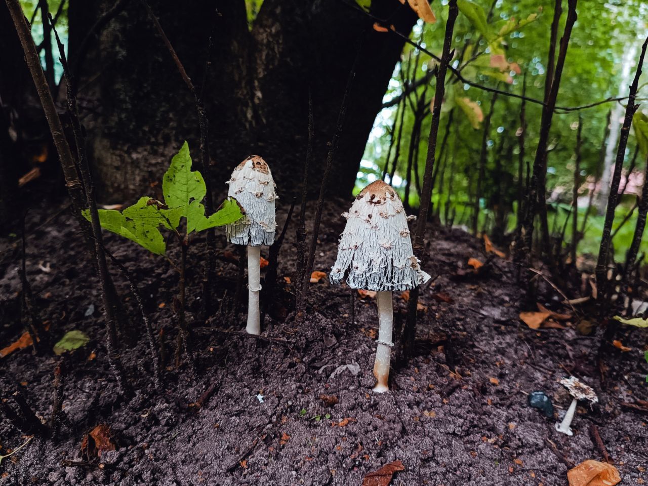 просмотр и обсуждение фильма FANTASTIC FUNGI — 18:00