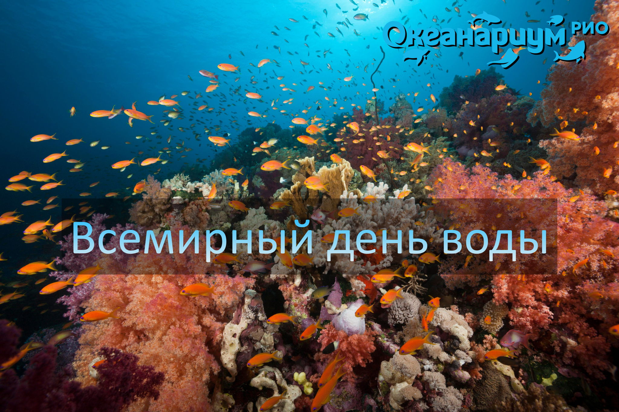 Всемирный день воды в Океанариуме Рио