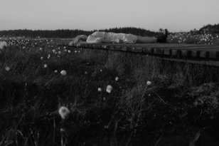 Лекция «Красота в глазах смотрящего» фотографа Екатерины Крючковой