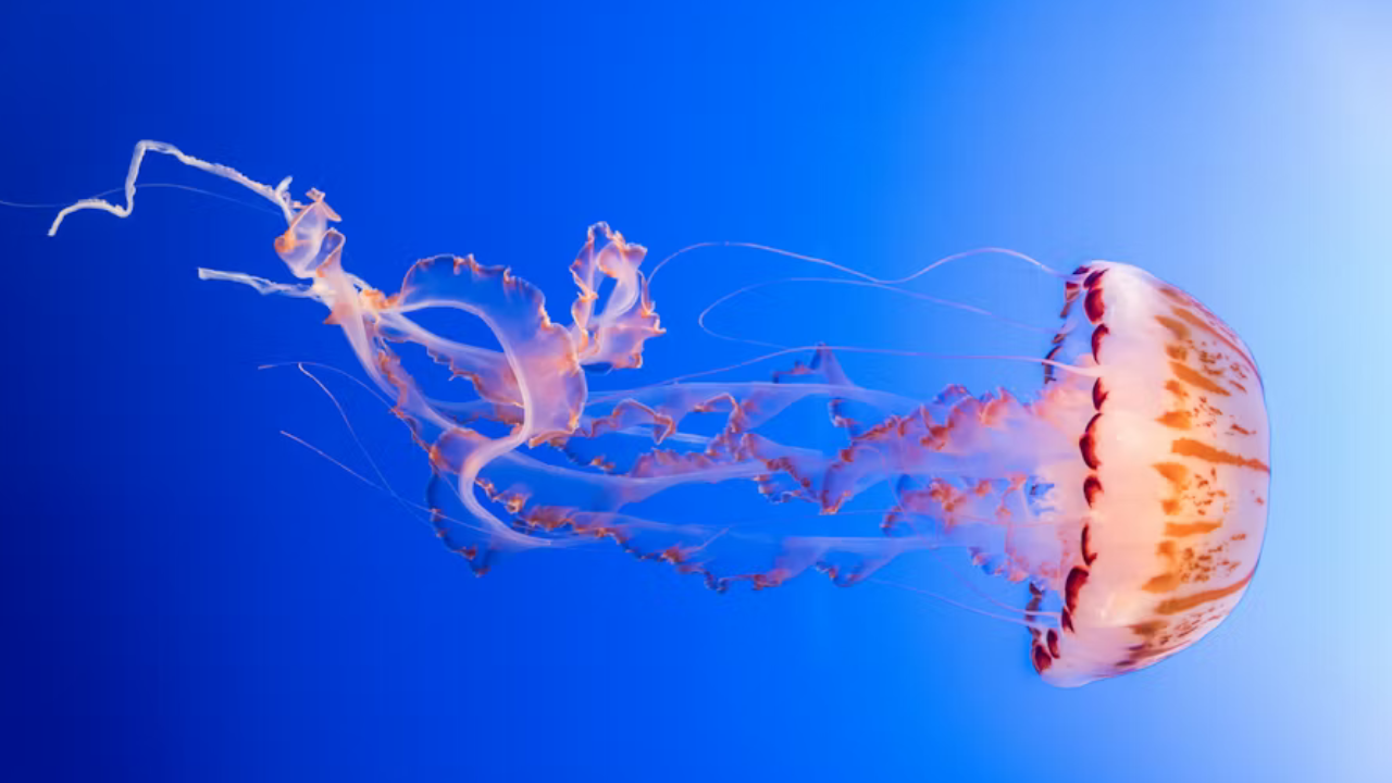 "призрачный сад медуз: тайна бессмертия и медицина будущего"