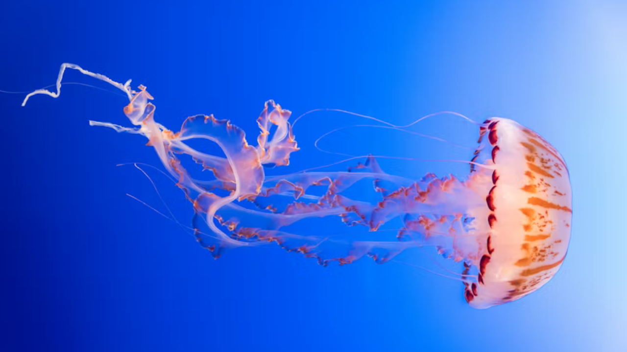 "Призрачный сад медуз: тайна бессмертия и медицина будущего"