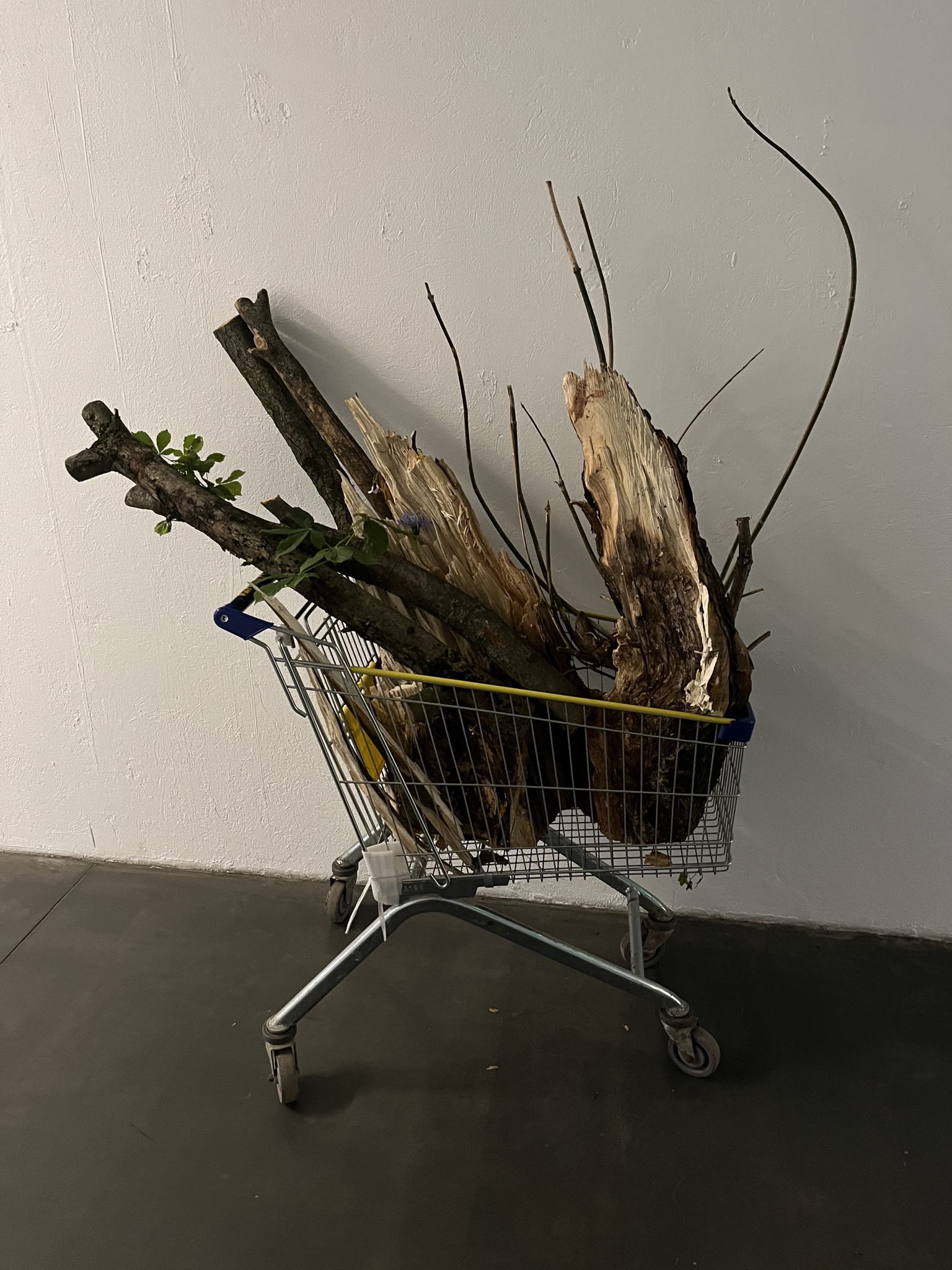 Исследовательская прогулка с художницей Александрой Нестеркиной