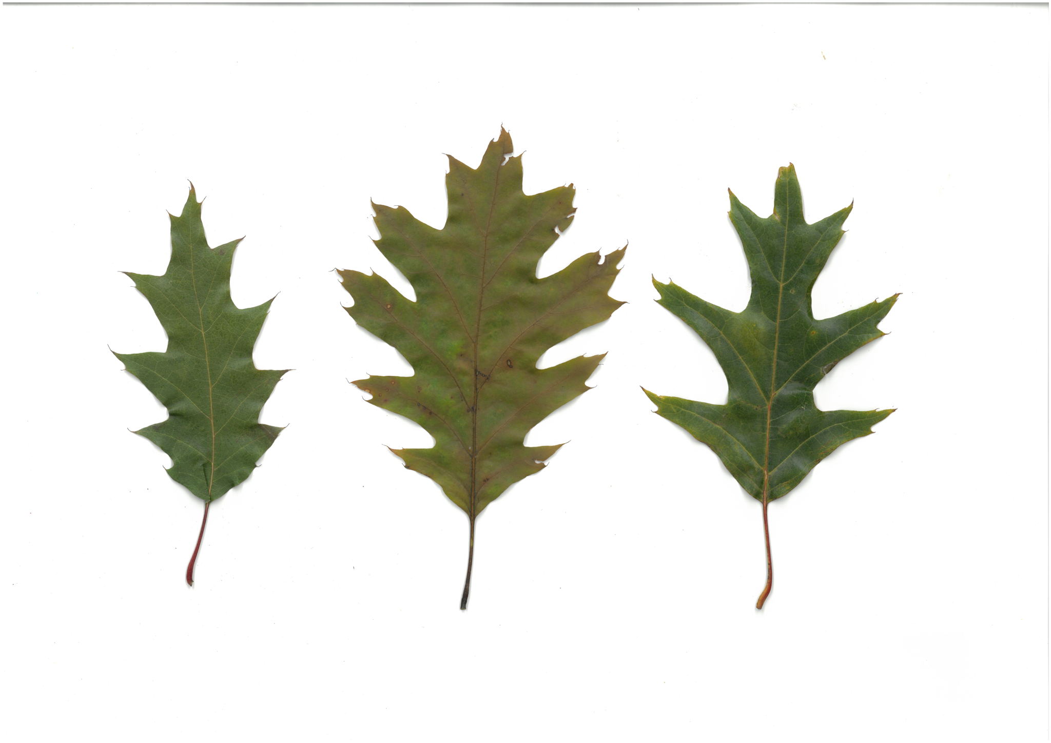 Хмурость | Цех юннатов