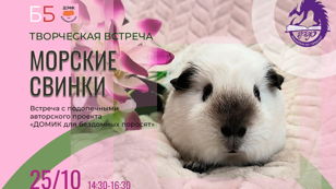 Морские свинки
