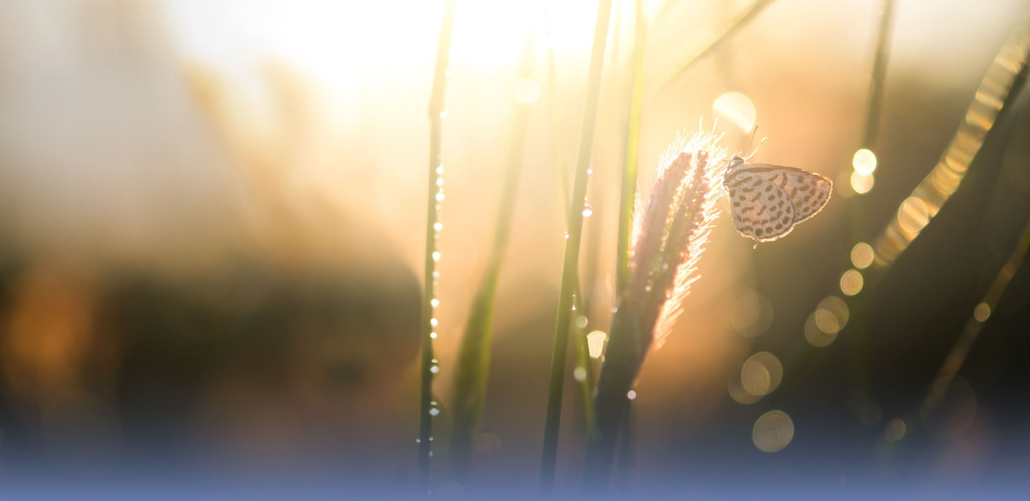 Где найти Благодать?