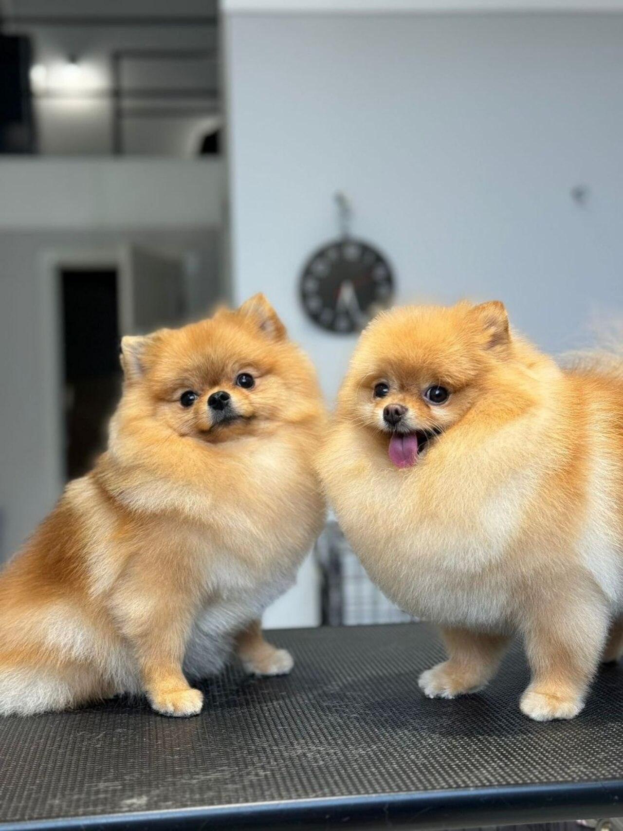 Лекция "Dog-care: как не навредить, ухаживая за собакой” + Мастер-класс "Чистая лапа, довольный пёс: базовый дог-уход дома”