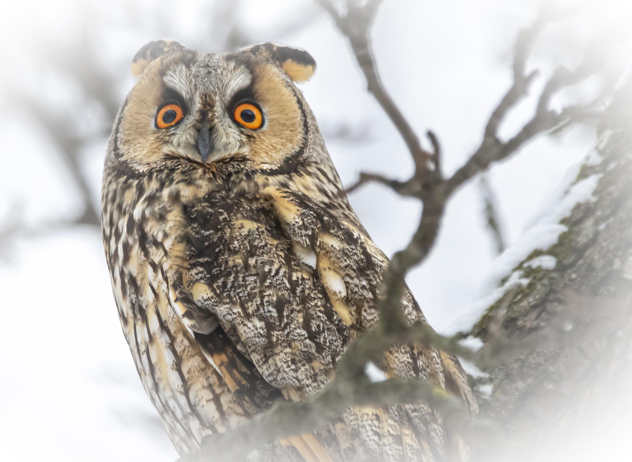 Тематическое занятие «Тайны сов» в экоцентре «Экошкола Кусково»