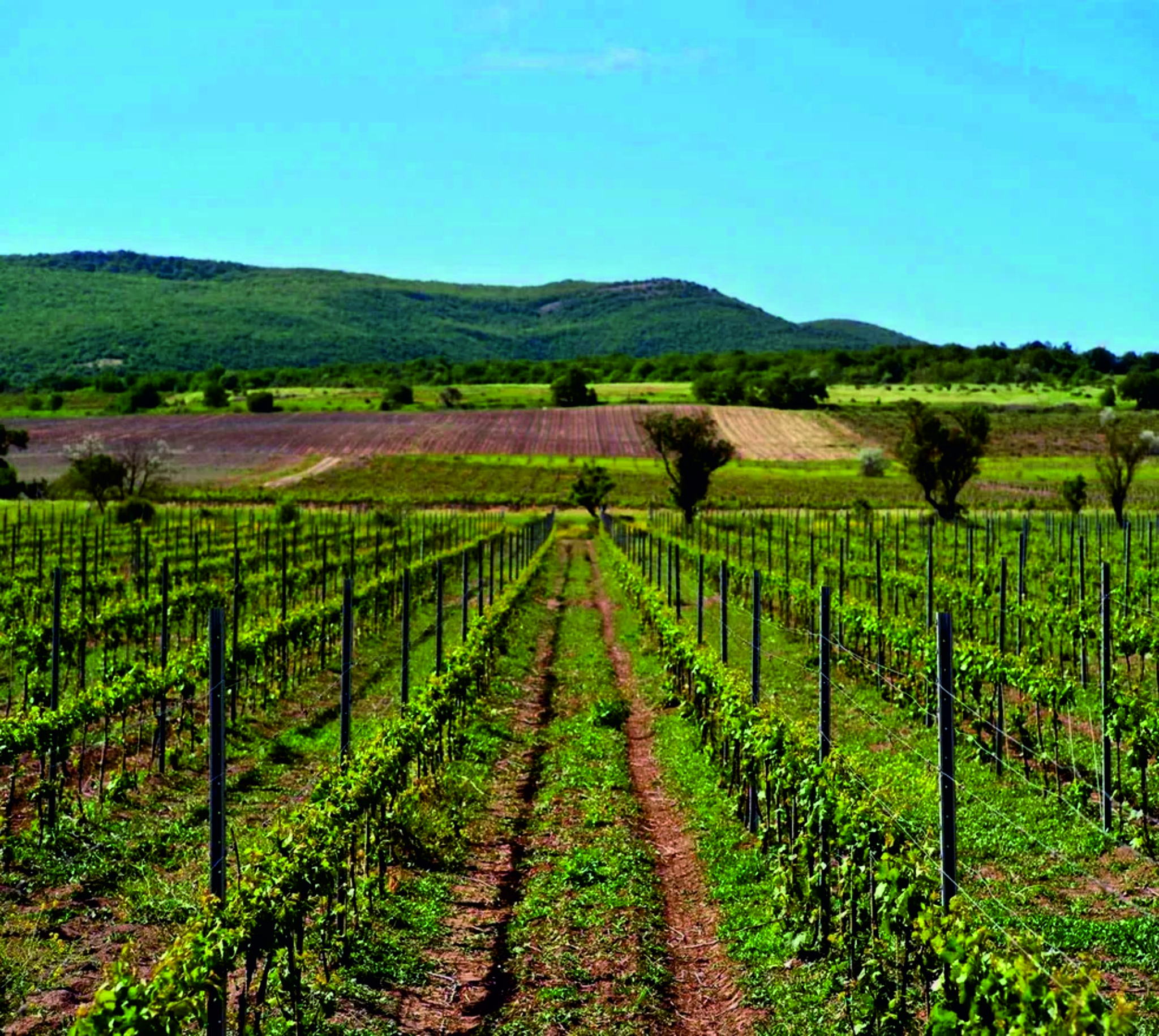 Путешествие к истокам вкуса с дегустацией вин