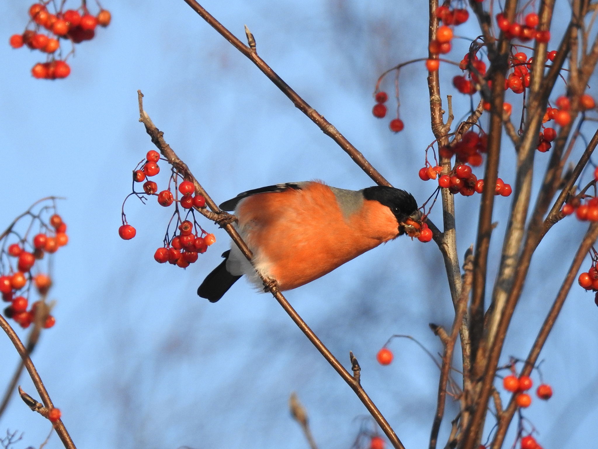 «Чем обедал воробей»: правила подкормки городских птиц зимой