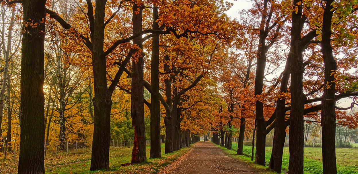 Пушкин александровский парк дубовая аллея. Отдельный парк. Нижний парк царское село. Город пушкин нижний парк. Нижний парк пушкин.