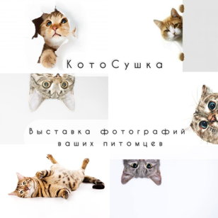 Выставка фотографий кошек Кото-Сушка