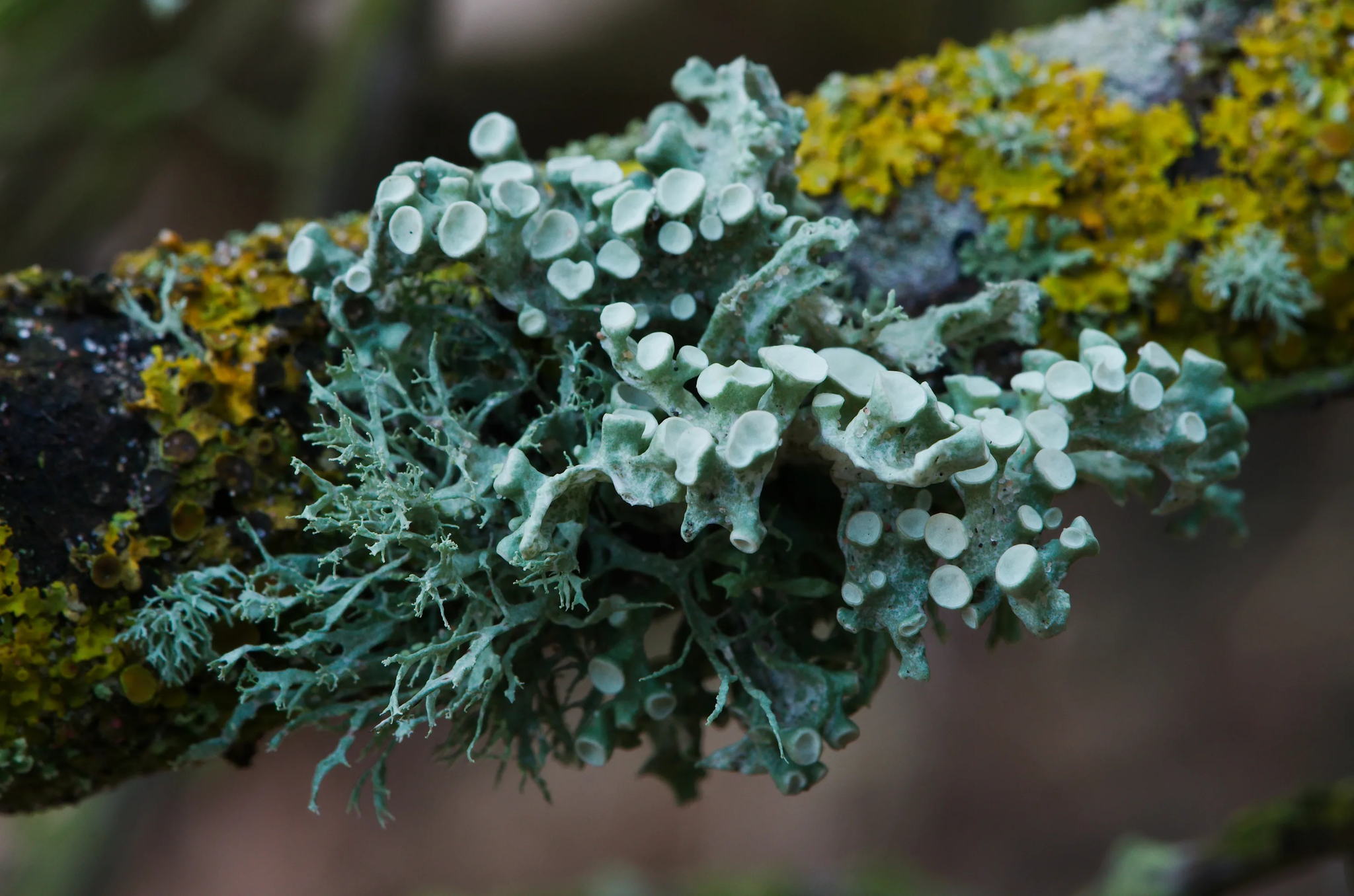 Лекция Жанны Жолобовой «Ресинтез: как разобрать и собрать лишайник в лаборатории»