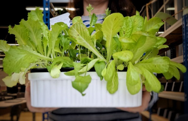 в 14:00 Занятие "Вертикальное садоводство: сажаем грядку салатов" с экологом Алёной Фёдоровой в библиотеке им. Гайдара на Фрунзенской. 6+