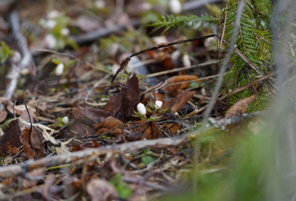 Ботаническая прогулка «Весна в мире растений»