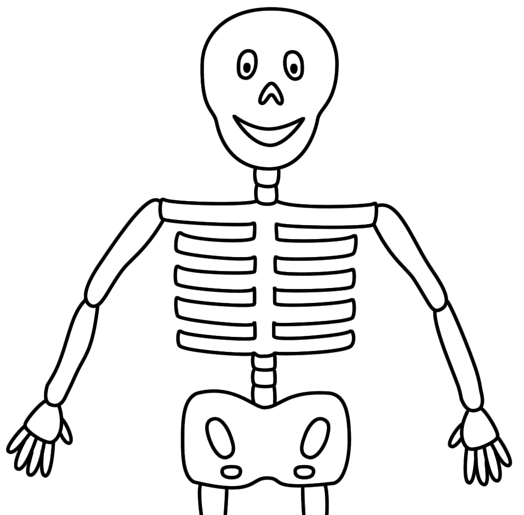 Скелет человека для детей картинки