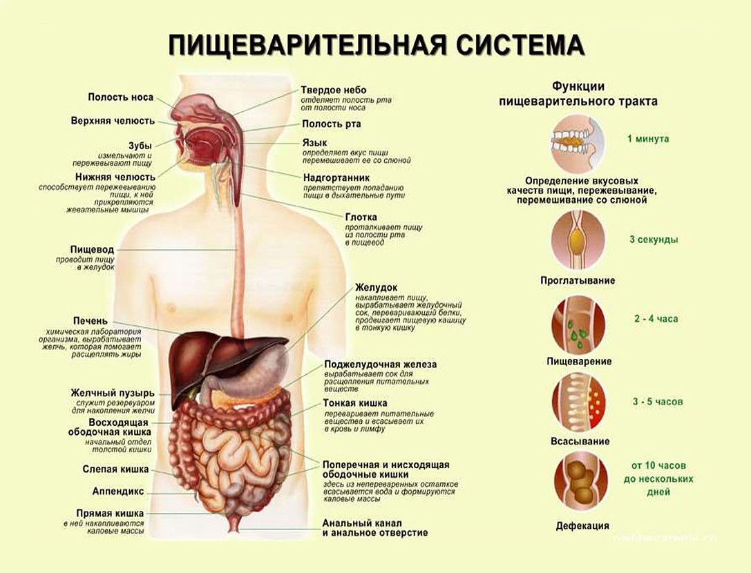 Пищеварительная система строение и функции анатомия