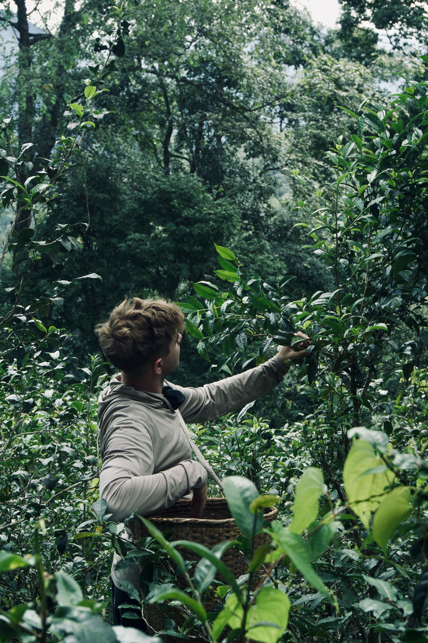 Лекция «Почему пуэры – это сложно»