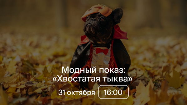 Модный показ с питомцем "Хвостатая тыква"