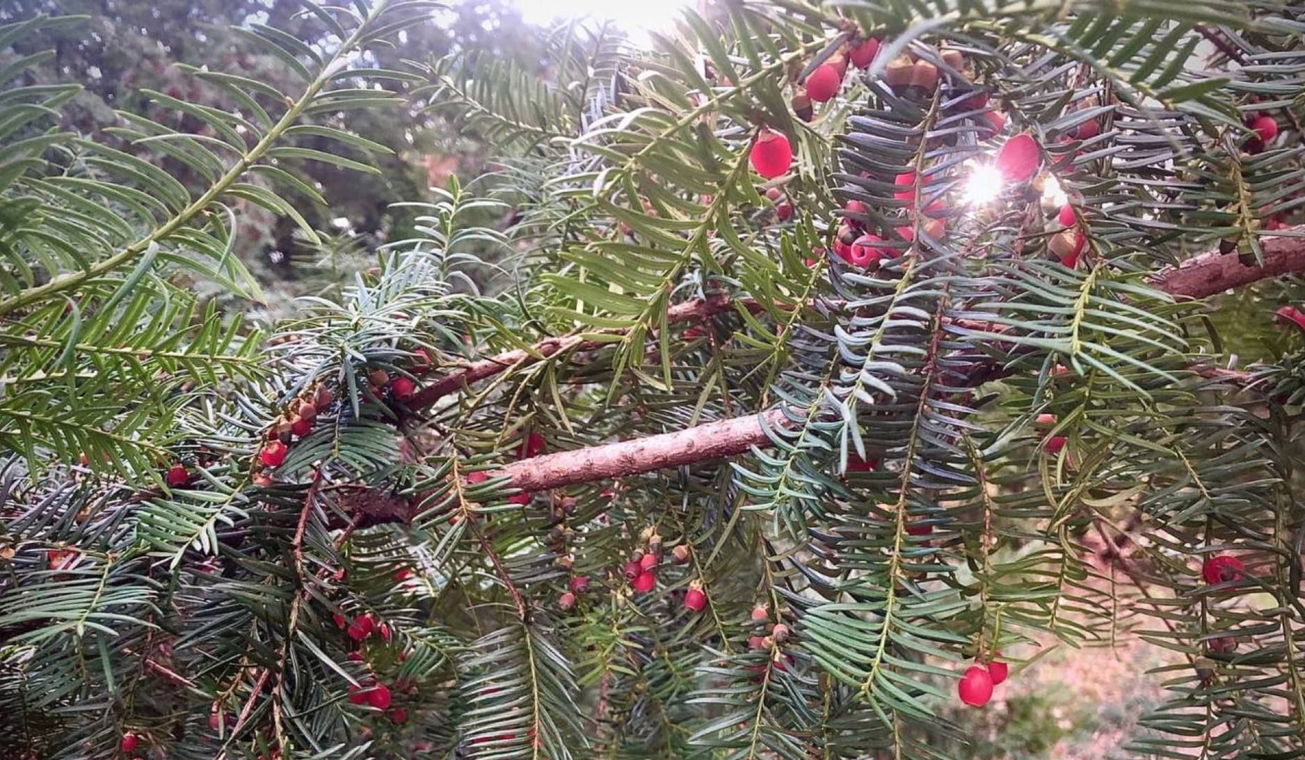 12:30 14:30 Новогодняя лекция с мастер-классом "Ёлка и её родственники" с ботаником Марией Галкиной в библиотеке им. Гайдара на Фрунзенской. 6+