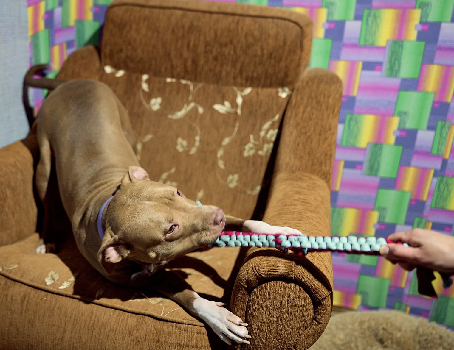 Мастер-класс по созданию игрушек для собак в приютах