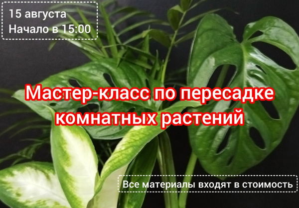 Мастер-класс по пересадке растений