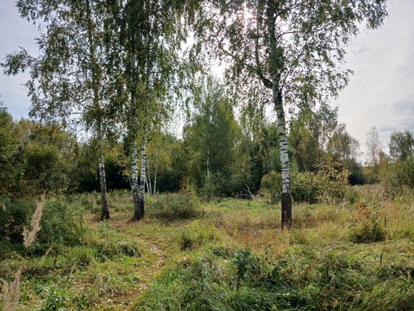 Битцевский лес, любовь и голуби