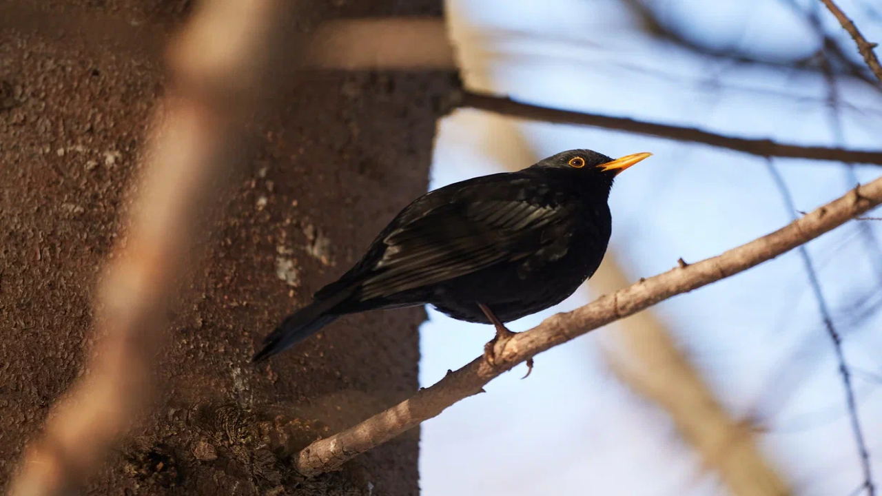 Бесплатная орнитологическая экскурсия в Южно-Приморском парке