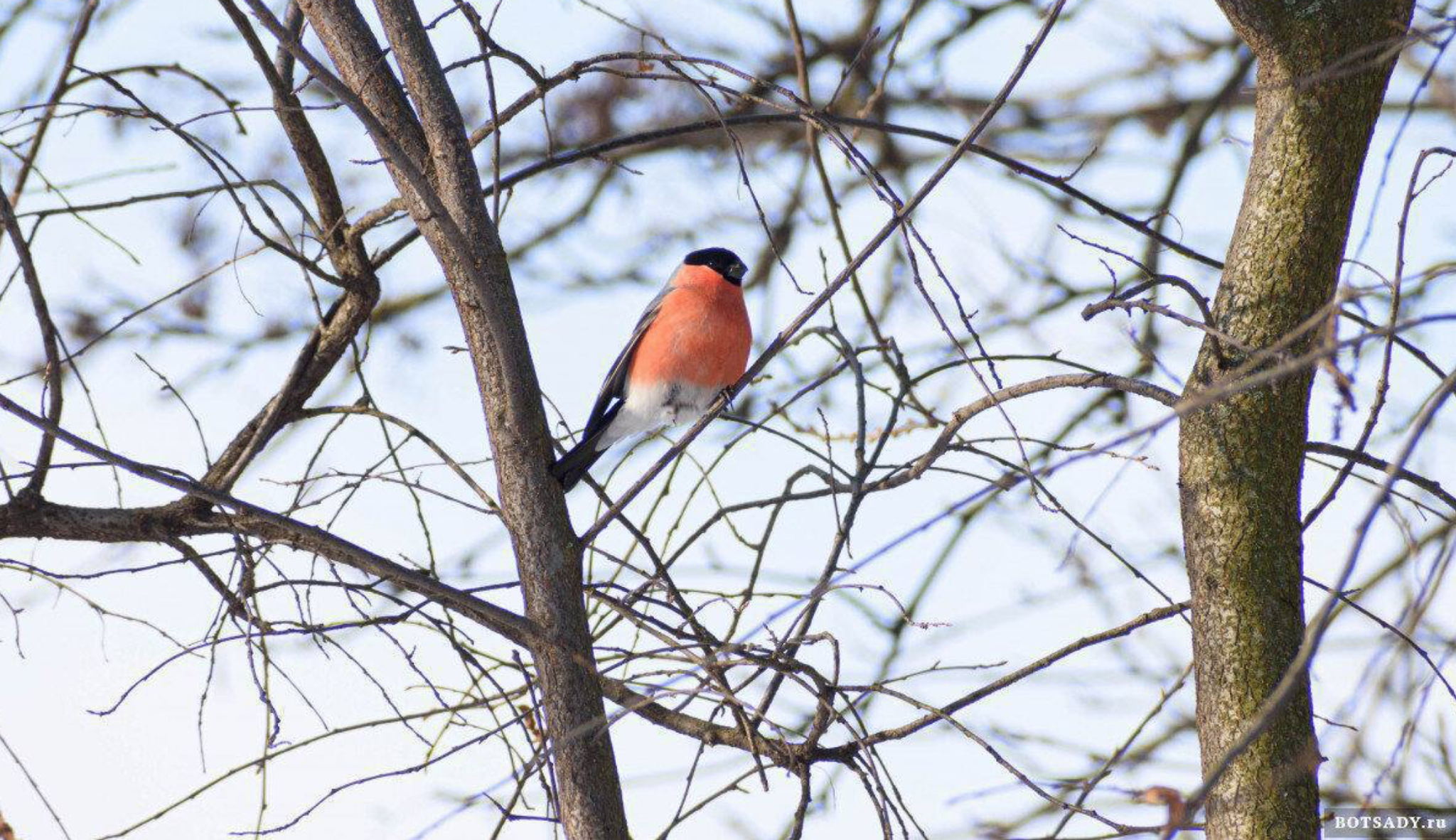 28 марта в 12:00 Прогулка "Птицы окрестностей МГУ" с орнитологом Марией Горецкой. 8+