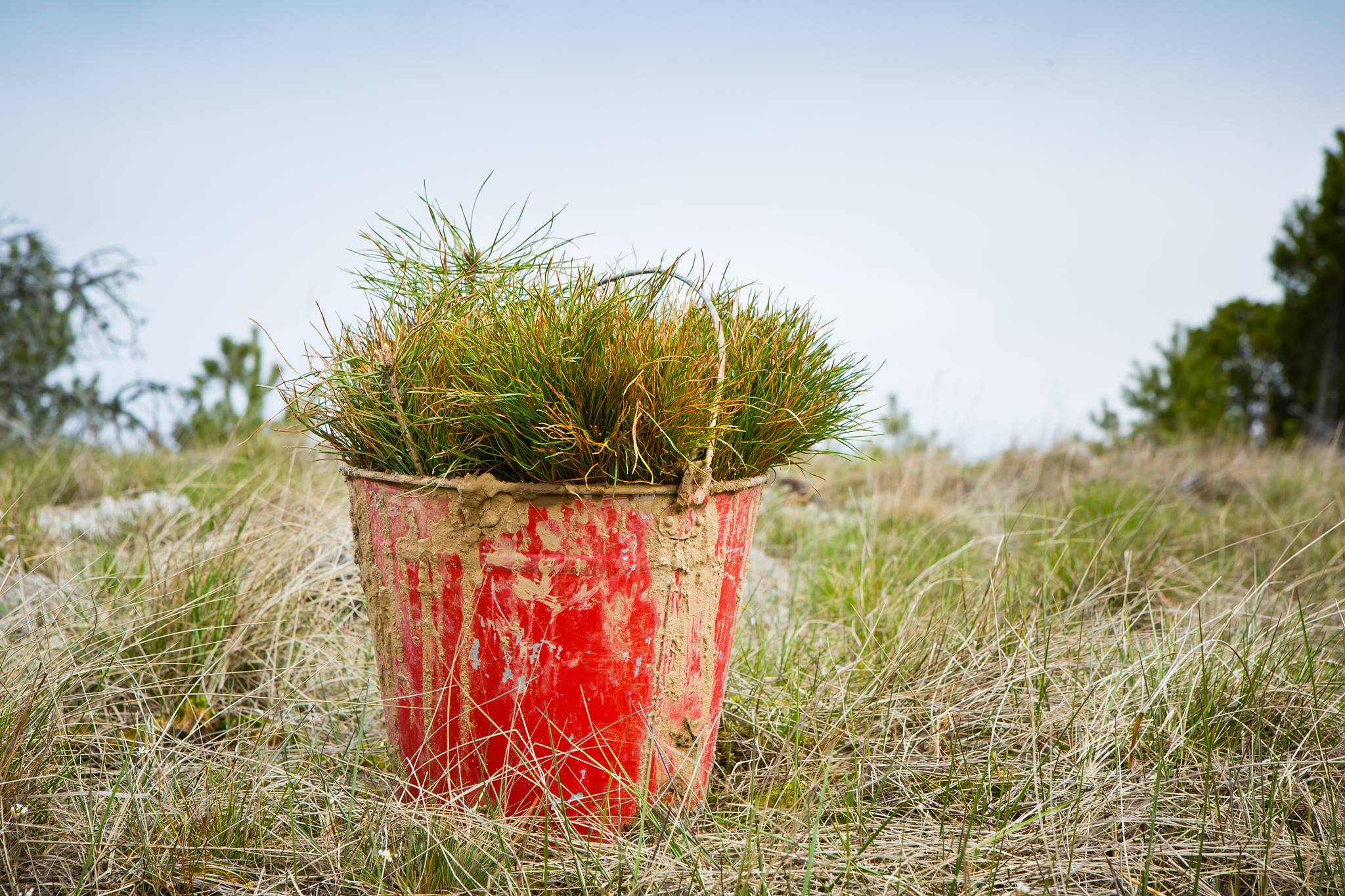 Выращено здесь. Treeography. Reforestation Russia.