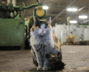 Читка избранного из сообщества ВК "Коты ишачат на заводе"
