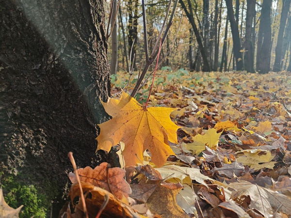 Экопрогулка «Природа парка»