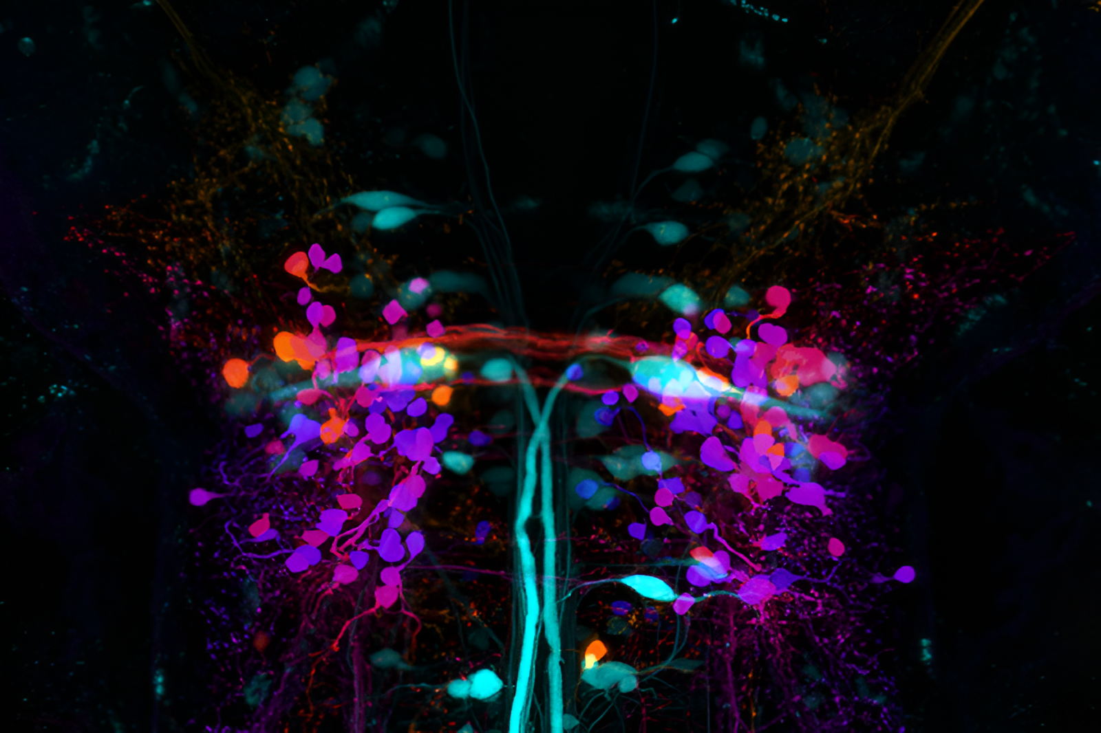 Онлайн-лекция Сергея Лопатина "Тело ходит само. Возможно ли движение без управления"